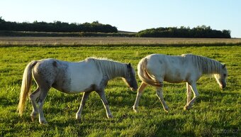 Prodám klisnu WPBr s PP, - 8