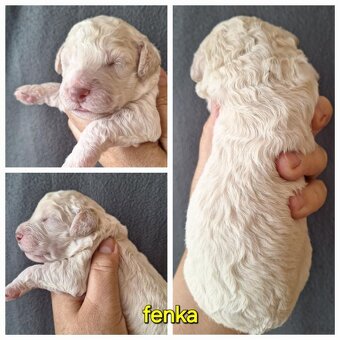Lagotto romagnolo s PP ( italský vodní pes ) - 8