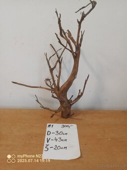 Bonsai kořeny - 8