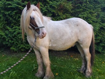 Irský Cob hřebec - 8