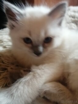 Ragdoll kocourek bez PP - 8