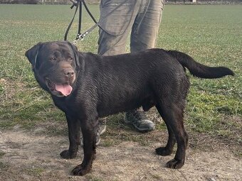 ICE K ADOPCI - hnědý x-labrador, akční parťák - 8
