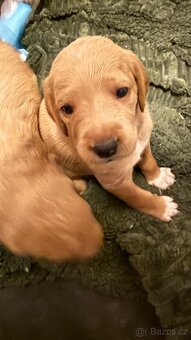 Goldendoodle - 8
