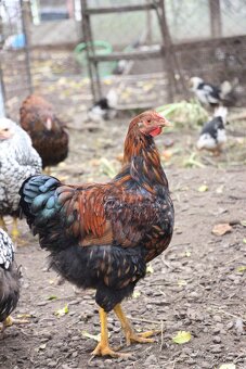 Wyandotka velká zlatá černě lemovaná kohout - 8