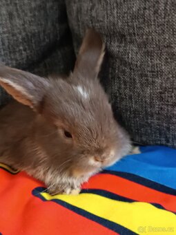 Nabízím miminka minilopů - 8