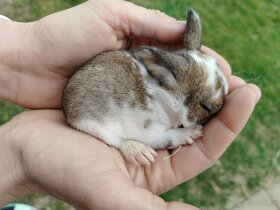 Zakrslý králík, zakrslý králíček - 8