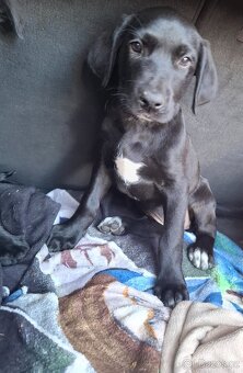 Stěně Labrador - 8
