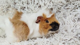 Morče, Morčata, Morčátko, Morčátka - DARWIN A MERLIN - 8