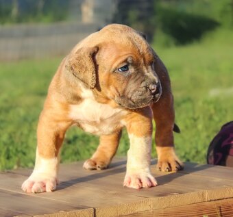 American Bully XL 🐾 - 8