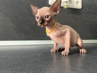 Sphynx - 8