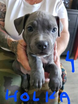 Štěňátka Pitbulla prodám - 8