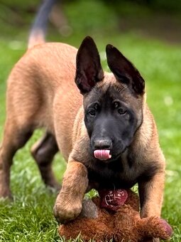 BELGICKÝ OVČÁK MALINOIS - 8