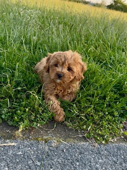 Cavapoo s registraci - 8