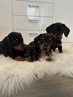 Jezevčík hladkosrstý - 8