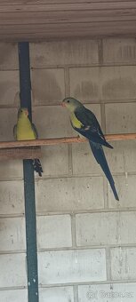 Papoušek horský modrý - 8