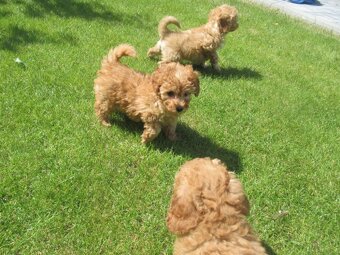 Maltipoo štěňátka - 8