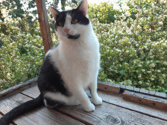 Krásná Rozárka hledá domov pro sebe a svou mámu - 8