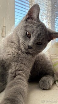 Britská koťátka - 8