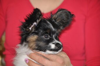 Fenka papillon - 8