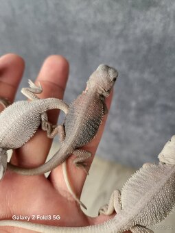 Agama vousata - 8