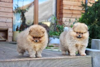 Pomeranian s PP FCI - 8