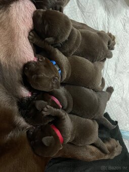 Labradorský retrívr s PP - čokoládová štěňátka - 8