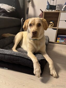 Stěně Labrador X Lovecký Pes - 8
