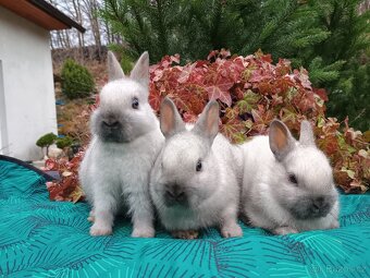 Zakrslý siamský žlutý miminka - 8