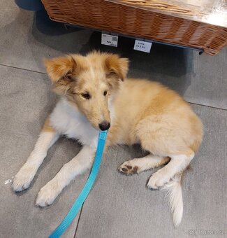 Kolie dlouhosrstá s PP - 8