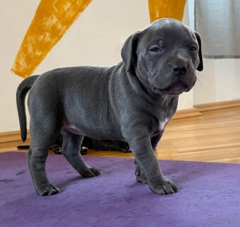 American Bully XL s PP - IHNED K ODBĚRU - 8