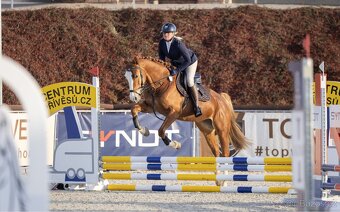 Prodám krásnou klisnu. - 8