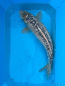 Koi kapři - 8