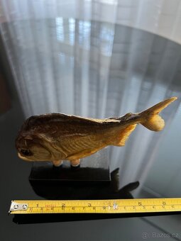 Piranha, exoticka ryba z Brazilie - 8
