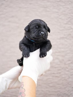 Bandog, Mastiff, Molos - 8