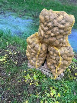 Brambory na uskladnění🥔🥔 - 8