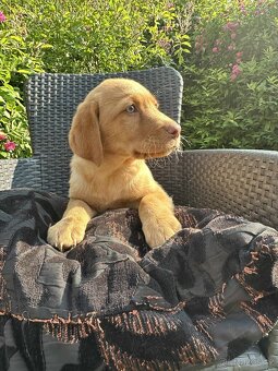 štěňata labrador a – připravena k odběru - 8