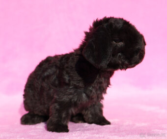 Zakrslý rex beránek , samička s VP . - 8