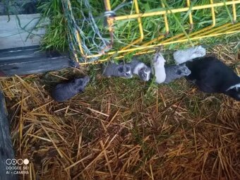 Obří Cuy morčata Doležal świnka morska Meerschweichen - 8