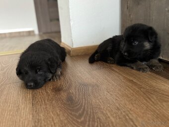 ✨ Na prodej – štěňátka Německého ovčáka ✨ - 8