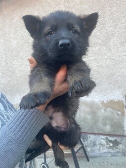 Německý ovčák - 8