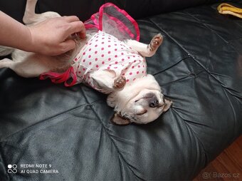 🐾Čivava maminka Marilyn a její dcera Barbie - 8