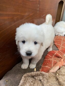 Prodám štěňata Slovenského čuvače - 8