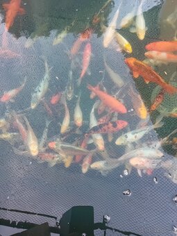 Koi kapr - 8