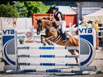 Zkušená pony B klisna - 8