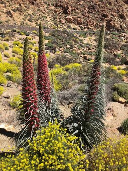 Apartmán na Tenerife - členství Interval International - 8
