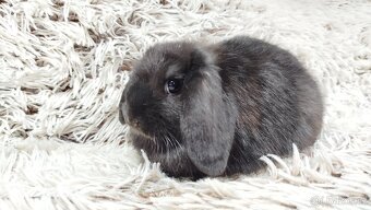 Zakrslý beránek, králíček, králík - BRUNO - 8