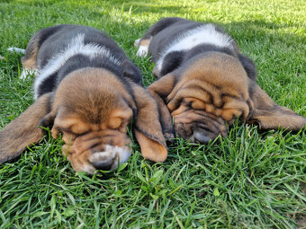 Bassethound - dva trikolorní pejsci s PP - 8