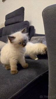 Koťátka Ragdoll - 8