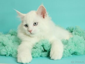 Sibiřská kočka - Něvská Maškaráda - 8