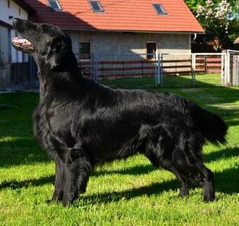 FLAT coated retriever -Černá a hnědá šť s PP - 8